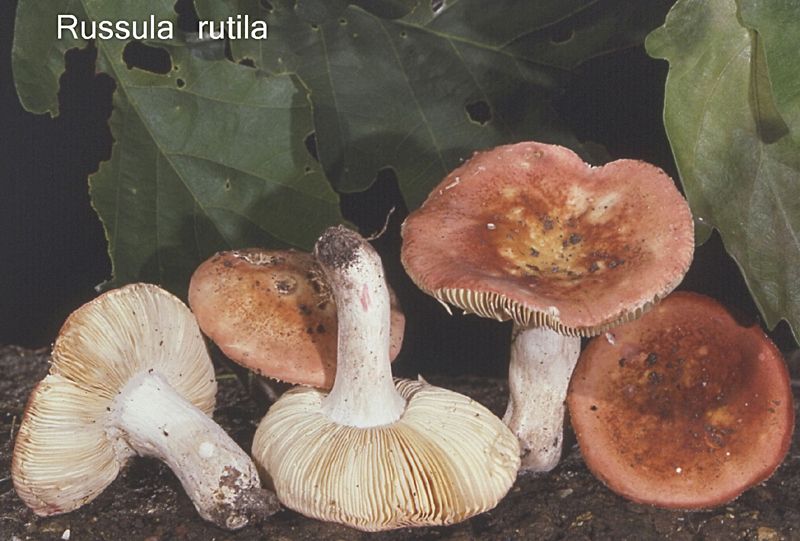 Russula rutila-amf1733-jpg.jpg - Russula rutila ; Nom français: Russule rutilante